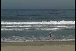 wading into the surf